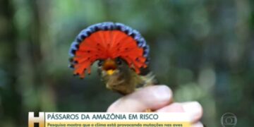 Mudança climática: urbanista cria 'cidades-esponja' para combater enchentes
